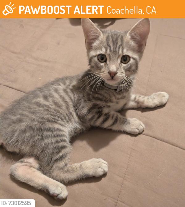 Found/Stray Male Cat last seen Ave 50 Coachella , Coachella, CA 92236