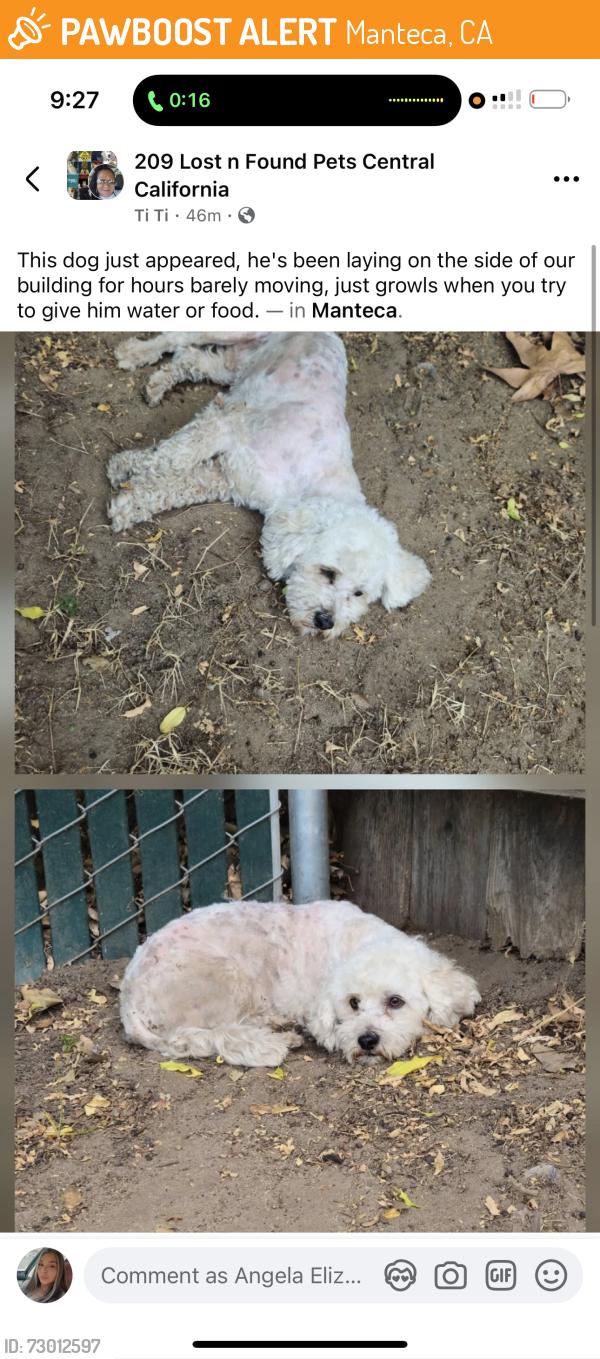 Found/Stray Male Dog last seen Cherry lane , Manteca, CA 95336