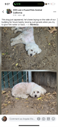 Found/Stray Male Dog last seen Cherry lane , Manteca, CA 95336