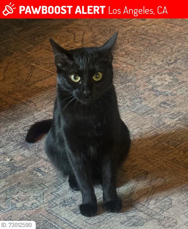 Lost Female Cat last seen Cove Avenue, Glendale Blvd. 90039, Los Angeles, CA 90039