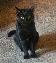 Lost Female Cat last seen Cove Avenue, Glendale Blvd. 90039, Los Angeles, CA 90039
