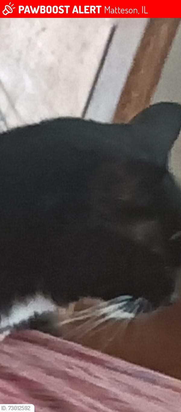 Lost Female Cat last seen Carnation Lane  in 207, Matteson, IL 60443