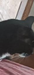 Lost Female Cat last seen Carnation Lane  in 207, Matteson, IL 60443