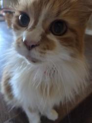 Lost Female Cat last seen Near hse in the Woodcreek neighborhood, Houston, TX 77073