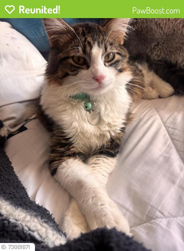 Reunited Male Cat last seen S Washington Dr Magna, Magna, UT 84044
