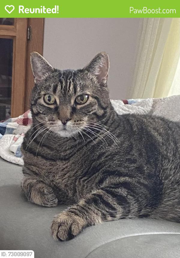 Reunited Male Cat last seen MacDonald rd and Pearson rd, Vernon, BC V1B