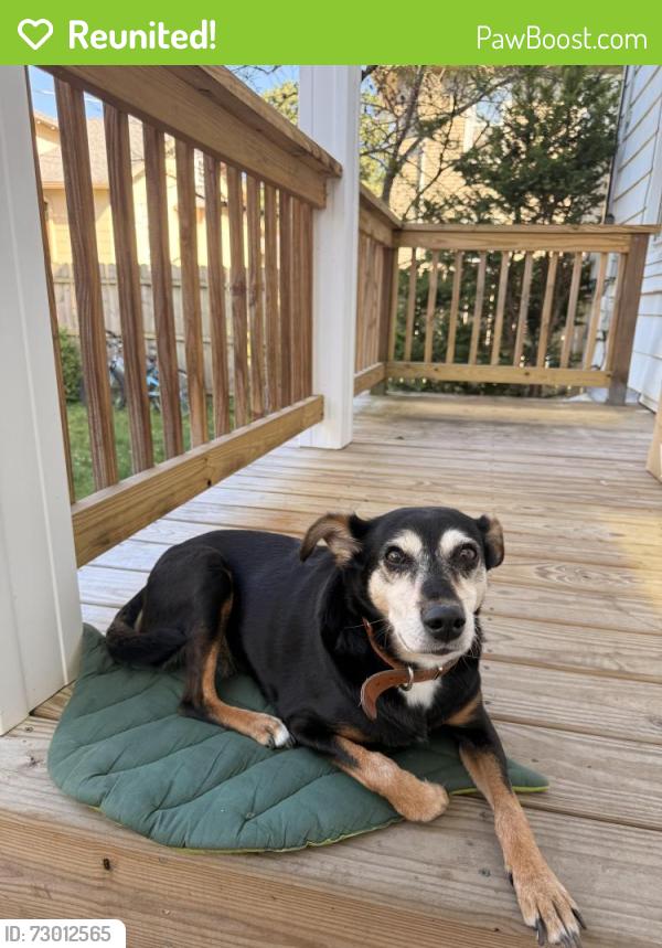 Reunited Female Dog last seen Maple Ln and Ponsha St, South Bend, IN 46635