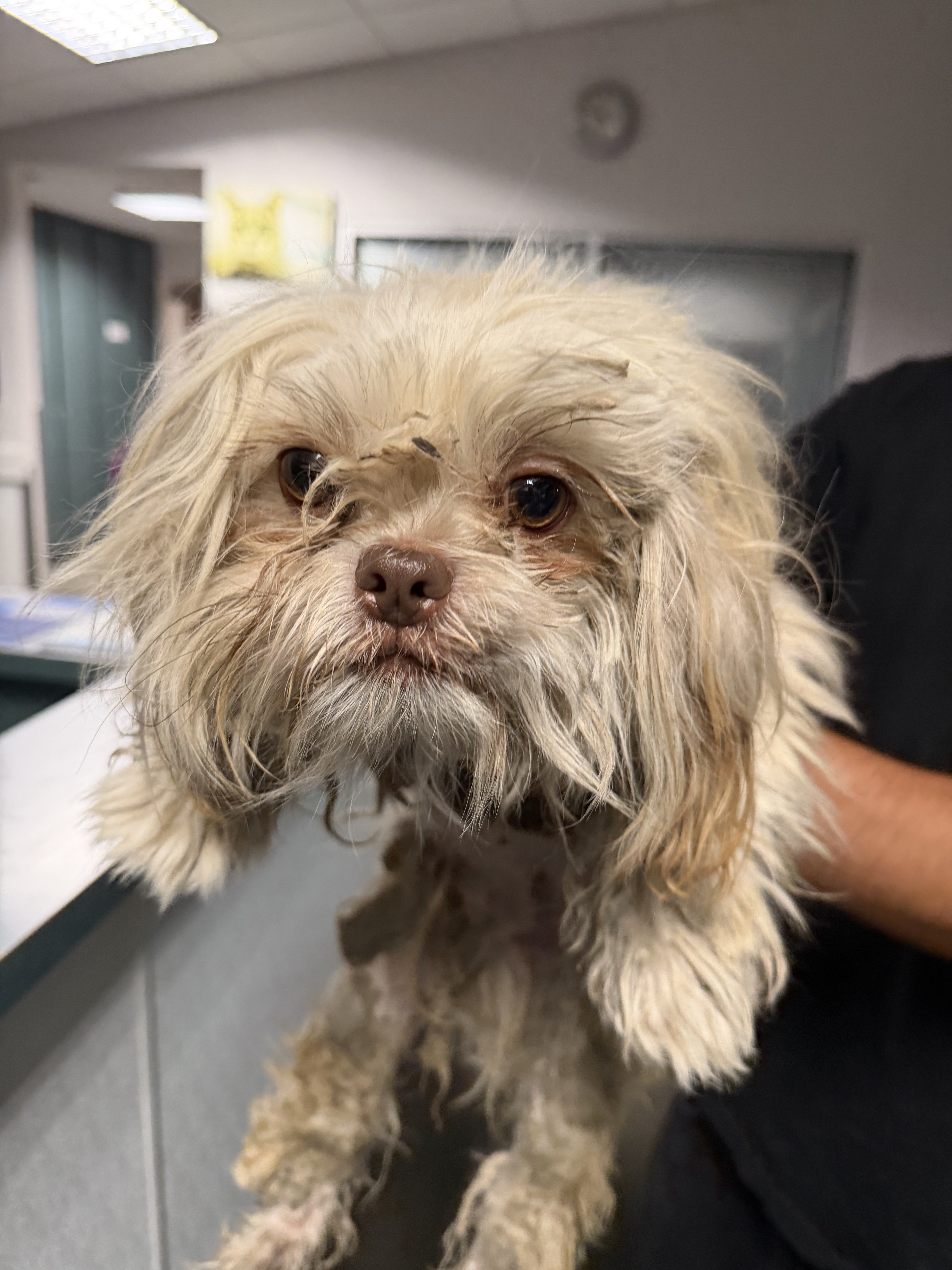 Shelter Stray Unknown Dog last seen , West Valley Animal Shelter, 20655 Plummer St, Chatsworth, CA 91311, USA