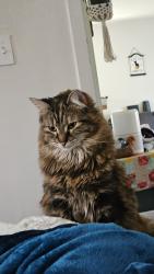 Lost Female Cat last seen Us 101, Florence, OR 97439