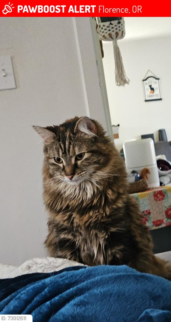 Lost Female Cat last seen Us 101, Florence, OR 97439