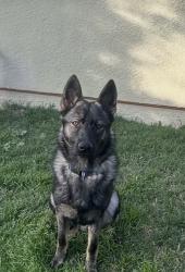 Reunited Male Dog last seen Elizondo Ave, Simi Valley, CA 93065, USA, Simi Valley, CA 93065