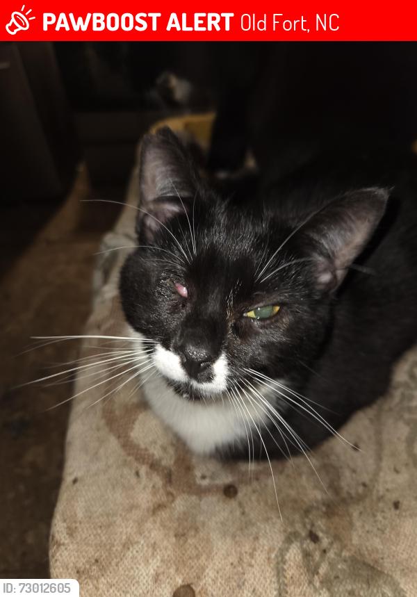 Lost Female Cat last seen Post office, Frisbees name change.d, Old Fort, NC 28762