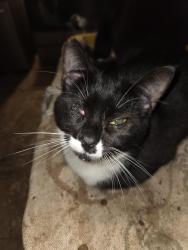 Lost Female Cat last seen Post office, Frisbees name change.d, Old Fort, NC 28762