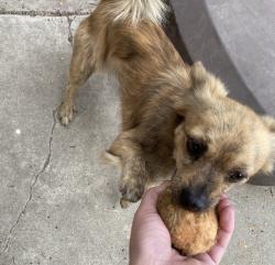 Lost Male Dog last seen Warner and Newland , Huntington Beach, CA 92647