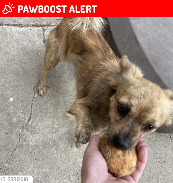 Lost Male Dog last seen Warner and Newland , Huntington Beach, CA 92647