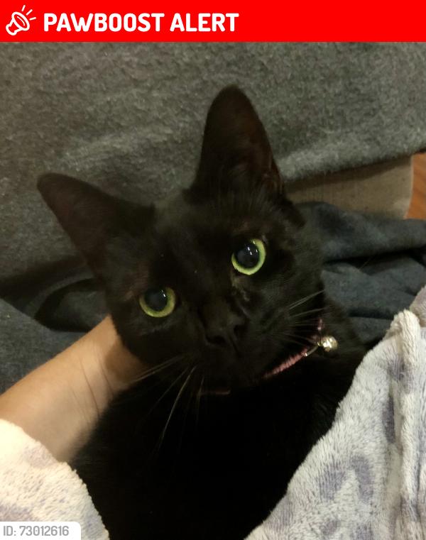 Lost Female Cat last seen The Rise/Tom Mead Close, Newhall, England DE11 0RU