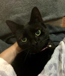 Lost Female Cat last seen The Rise/Tom Mead Close, Newhall, England DE11 0RU