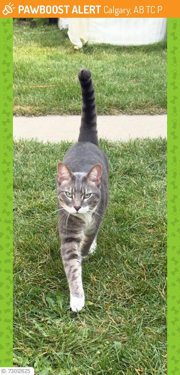 Found/Stray Unknown Cat last seen By Westbrook mall, Calgary, AB T3C 1P2