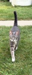 Found/Stray Unknown Cat last seen By Westbrook mall, Calgary, AB T3C 1P2