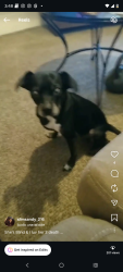 Lost Female Dog last seen Storer,and Denison also West 65th and the shopping store Rose's on West 65rh , Cleveland, OH 44102