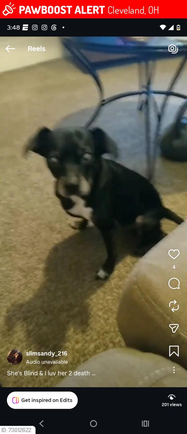 Lost Female Dog last seen Storer,and Denison also West 65th and the shopping store Rose's on West 65rh , Cleveland, OH 44102