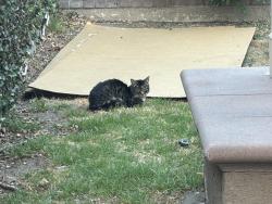 Found/Stray Unknown Cat last seen Via viajante and Calle Torcido, lake forest ca 92630, Lake Forest, CA 92630