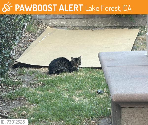 Found/Stray Unknown Cat last seen Via viajante and Calle Torcido, lake forest ca 92630, Lake Forest, CA 92630