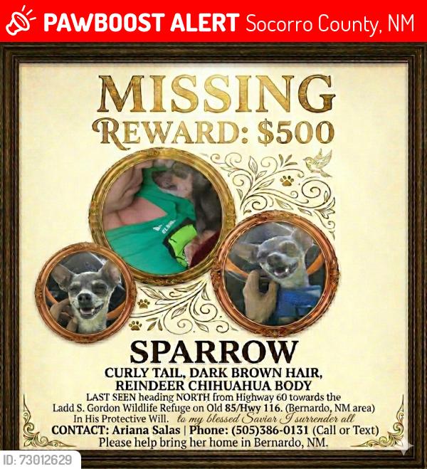 Lost Female Dog last seen Highway 60 & Highway 116, Socorro County, NM 87006