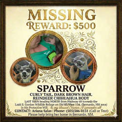Lost Female Dog last seen Highway 60 & Highway 116, Socorro County, NM 87006