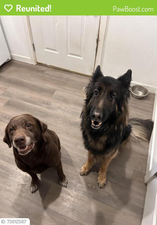 Reunited Male Dog last seen End of meridian rd ne, Olympia, WA 98516