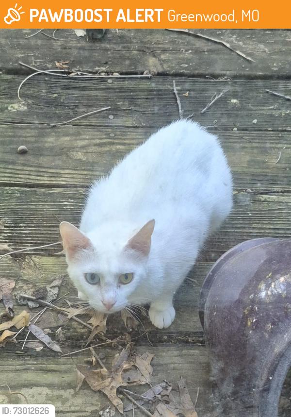 Found/Stray Unknown Cat last seen Old town in Greenwood 64034, Greenwood, MO 64082