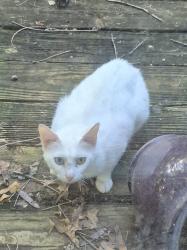 Found/Stray Unknown Cat last seen Old town in Greenwood 64034, Greenwood, MO 64082