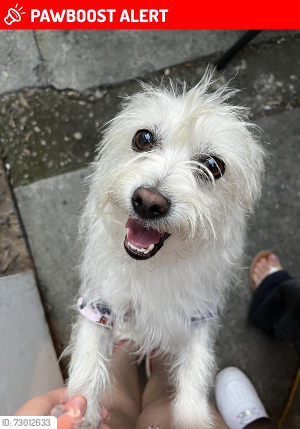 Lost Female Dog last seen East Florence Avenue 74th Street., Florence-Graham, CA 90001
