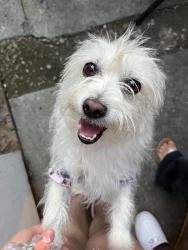 Lost Female Dog last seen East Florence Avenue 74th Street., Florence-Graham, CA 90001