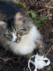 Lost Male Cat last seen v st, Springfield, OR 97477