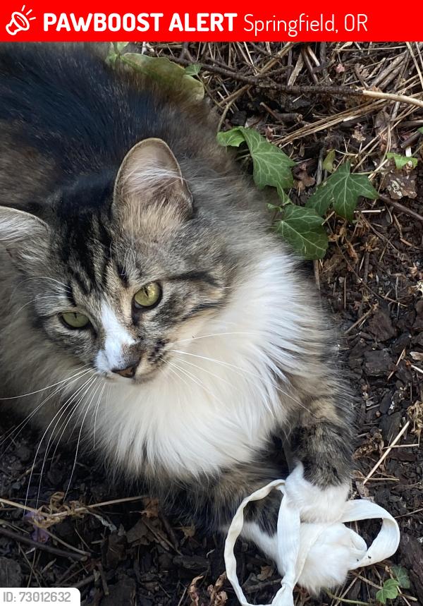 Lost Male Cat last seen v st, Springfield, OR 97477