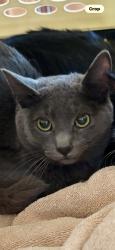 Lost Female Cat last seen Monterey Blvd, Oakland, CA 94602
