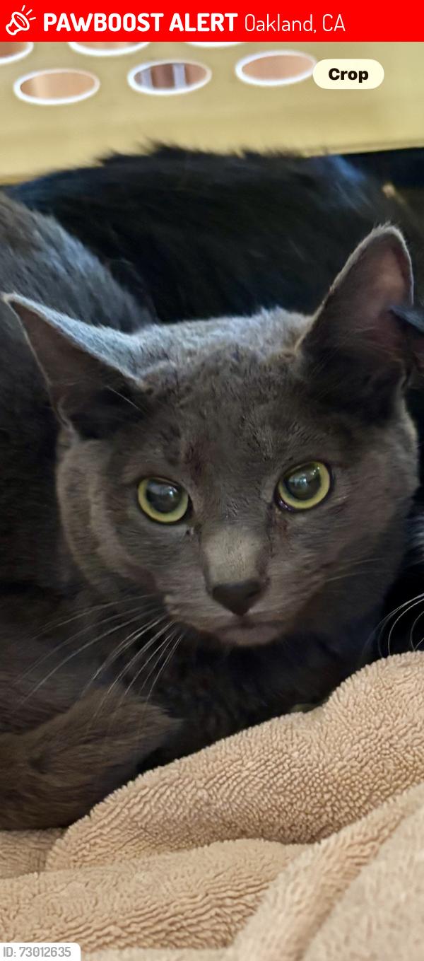 Lost Female Cat last seen Monterey Blvd, Oakland, CA 94602