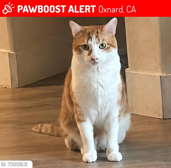 Lost Male Cat last seen Tierra Vista apmts pool area, Lombard Street, Oxnard, CA, Oxnard, CA 93030