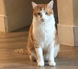 Lost Male Cat last seen Tierra Vista apmts pool area, Lombard Street, Oxnard, CA, Oxnard, CA 93030