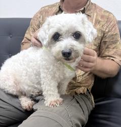 Found/Stray Female Dog last seen BusinessPark Avenue near Werfen building, San Diego, CA 92131