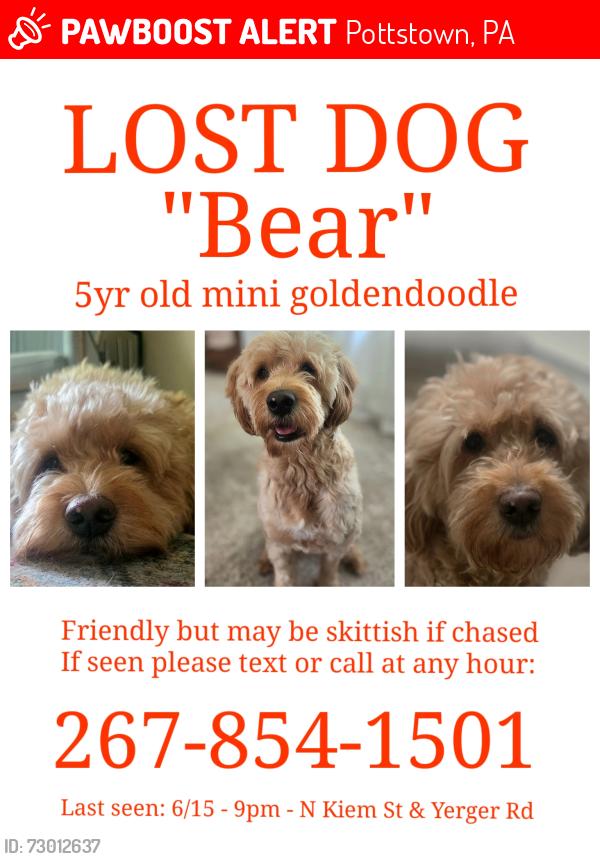 Lost Male Dog last seen N keim st & Yerger RD, Pottstown, PA 19464