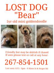 Lost Male Dog last seen N keim st & Yerger RD, Pottstown, PA 19464