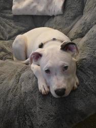 Lost Female Dog last seen Near Northridge Drb in Highland Creek, Charlotte, NC 28269