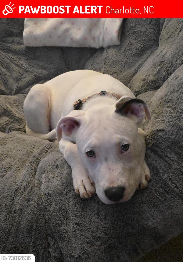 Lost Female Dog last seen Near Northridge Drb in Highland Creek, Charlotte, NC 28269