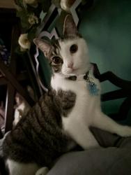 Reunited Female Cat last seen Near Doverdale Ave, La Puente, CA 91744, USA, La Puente, CA 91744