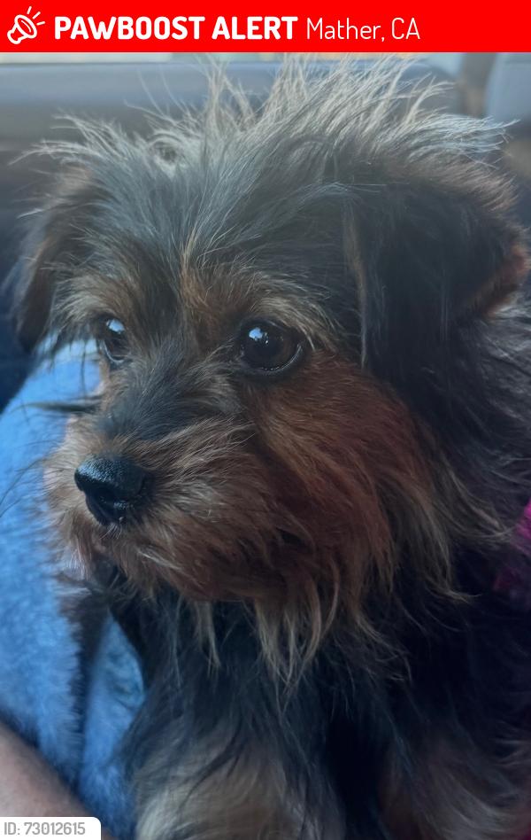 Lost Female Dog last seen Grafton and Britton - Mather / Rancho Cordova area , Mather, CA 95655