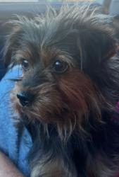 Lost Female Dog last seen Grafton and Britton - Mather / Rancho Cordova area , Mather, CA 95655
