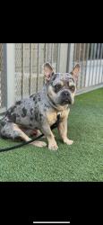 Reunited Male Dog last seen Near Olalee Rd, Apple Valley, CA 92307, USA, Apple Valley, CA 92307