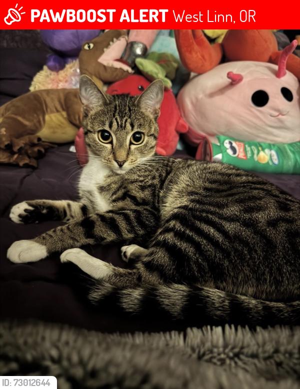Lost Female Cat last seen Walden & Riverview, West Linn, OR 97068